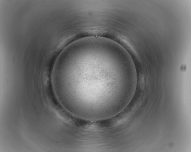 X0000091950259200709061246