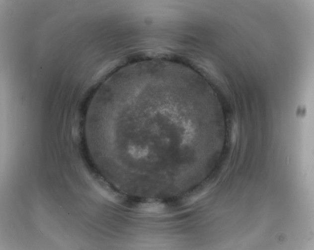 X0000091950266200709061246