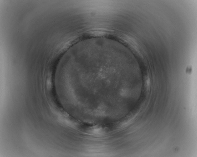 X0000091950267200709061246