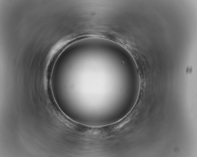 X0000091950294200709061246