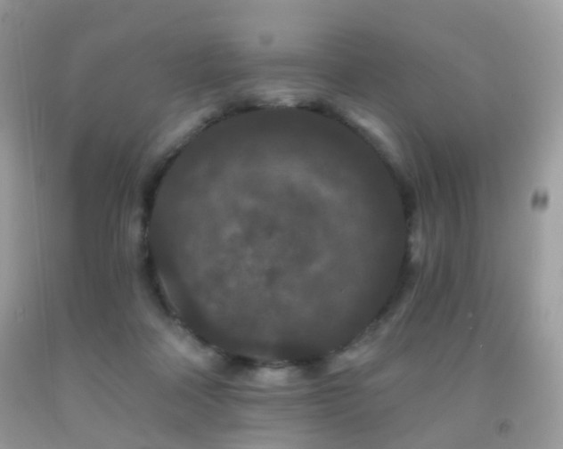 X0000091950314200709061246