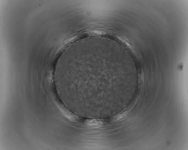 X0000091950331200709061245