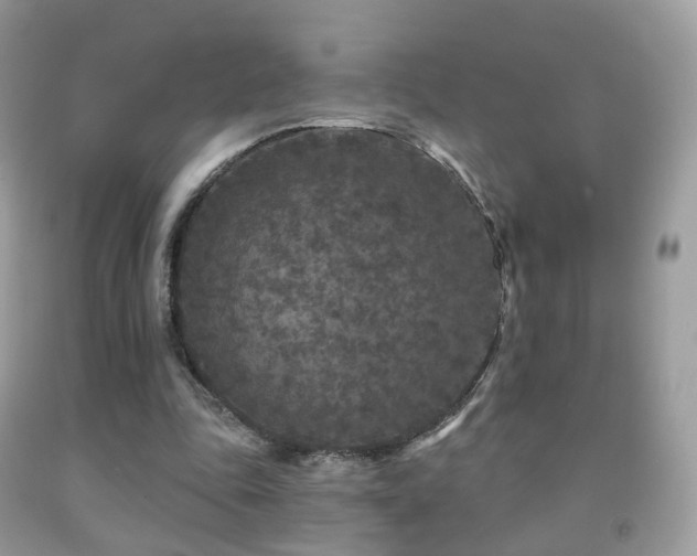 X0000091950343200709061245