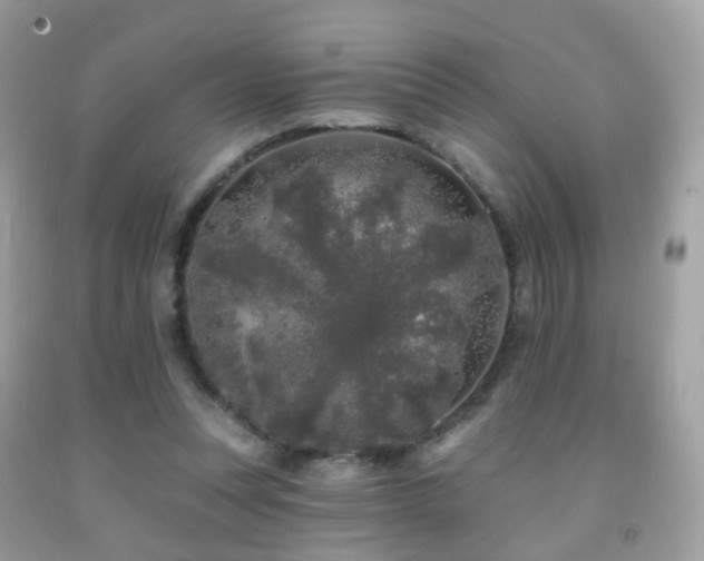 X0000091950351200709061245