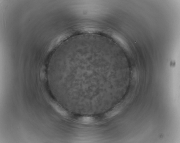 X0000091950361200709061245