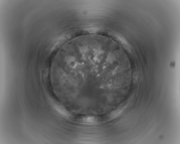 X0000091950365200709061245