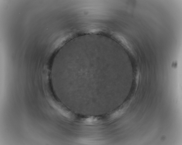 X0000091950366200709061245