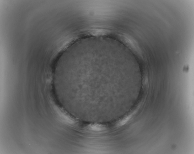 X0000091950367200709061245