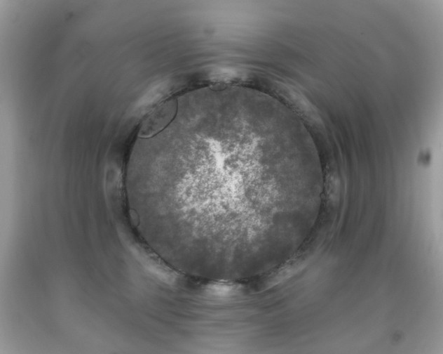 X0000091950375200709061245