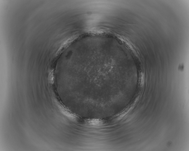 X0000091950383200709061245