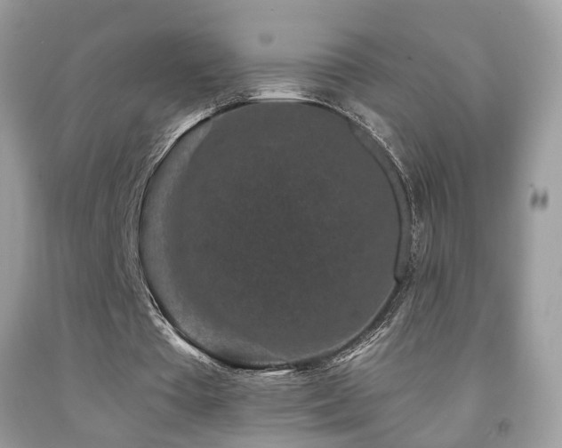 X0000091950385200709061245