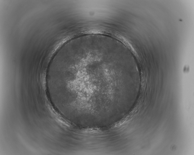 X0000091950386200709061245
