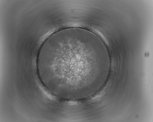 X0000091950394200709061244