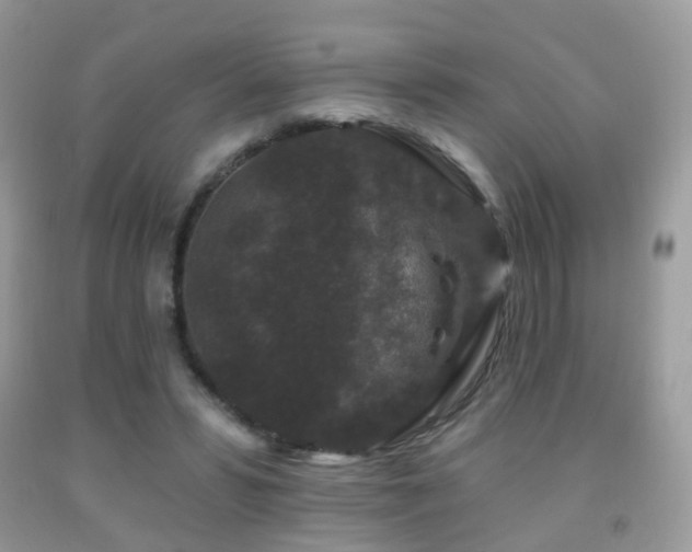 X0000091950399200709061244