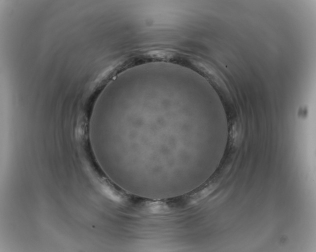 X0000091950424200709061244