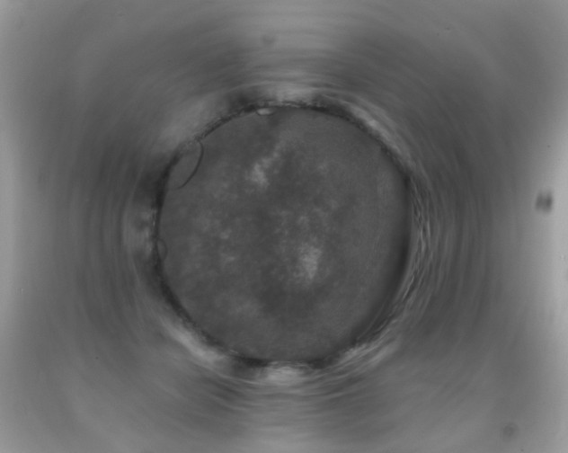 X0000091950462200709061244