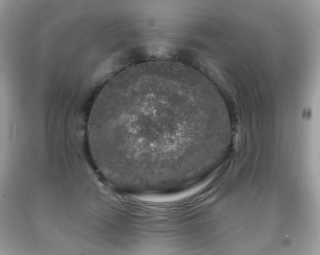 X0000091950466200709061244