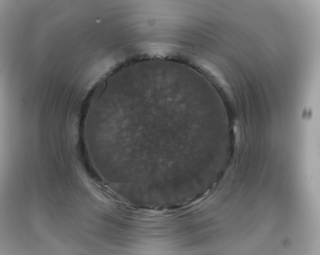 X0000091950496200709061243