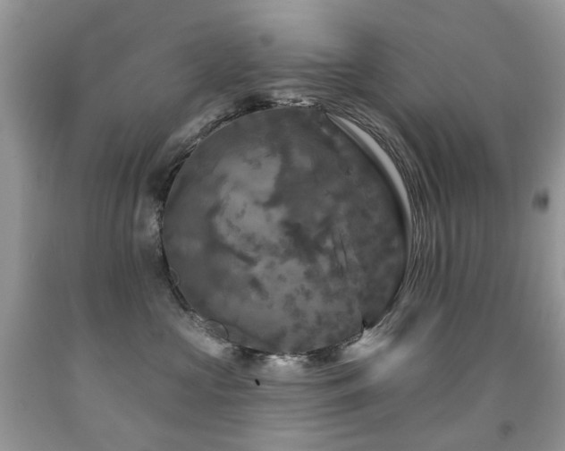 X0000091950573200709061243