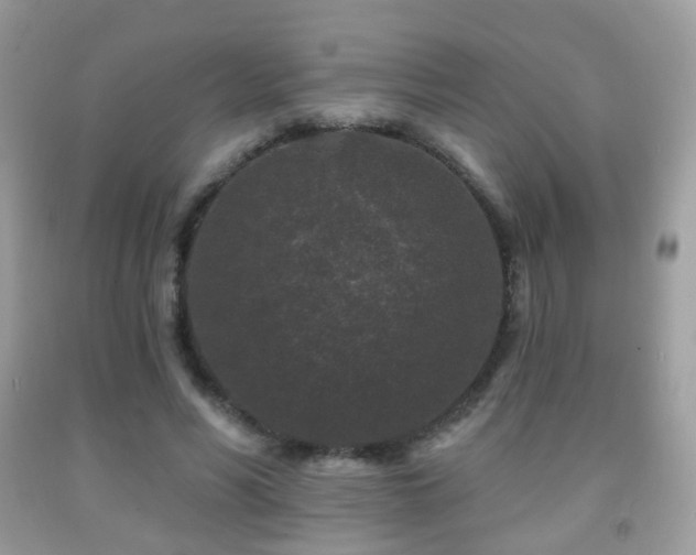 X0000091950590200709061242