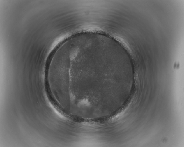 X0000091950630200709061241