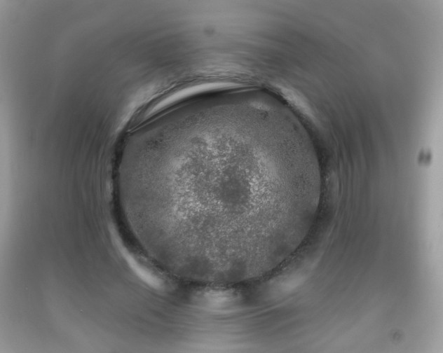 X0000091950638200709061241