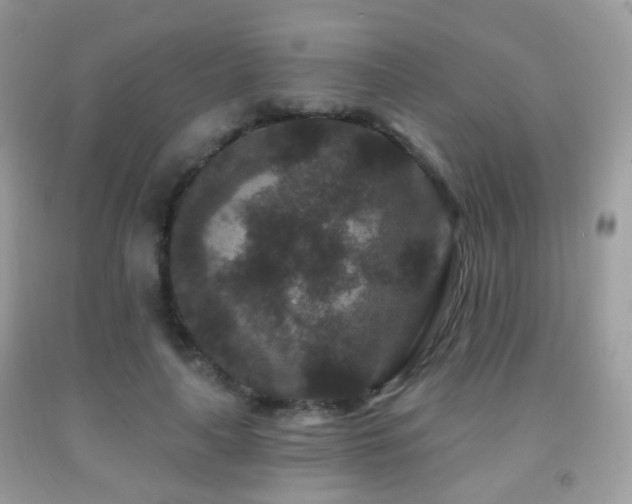 X0000091950643200709061241