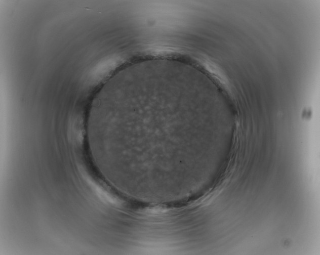 X0000091950644200709061241