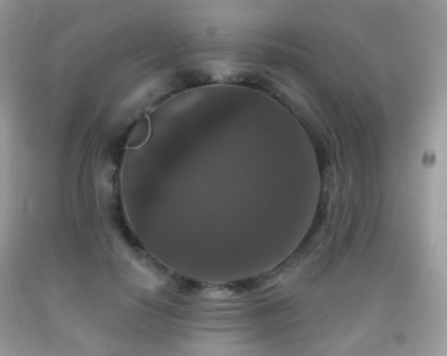X0000091950650200709061241