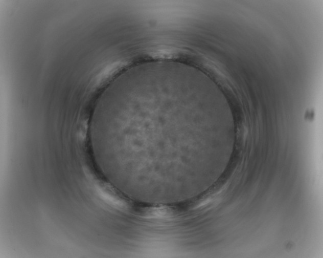 X0000091950652200709061241