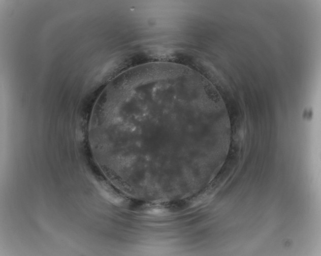X0000091950658200709061241