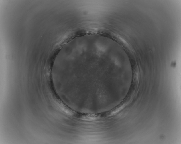 X0000091950661200709061241