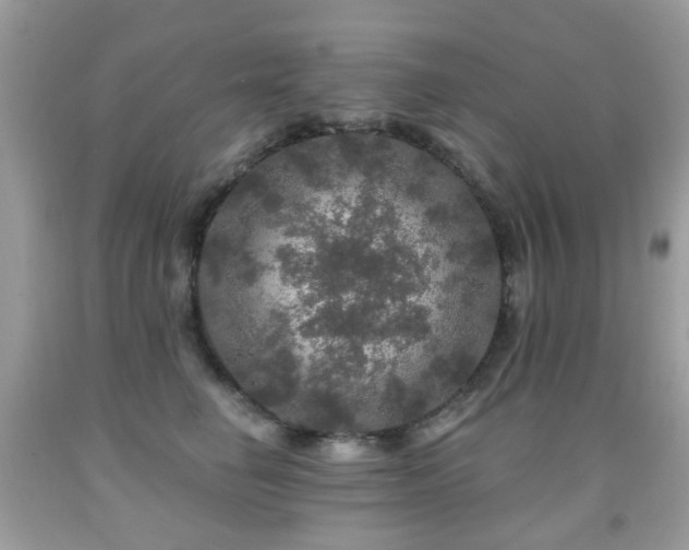 X0000091950662200709061241
