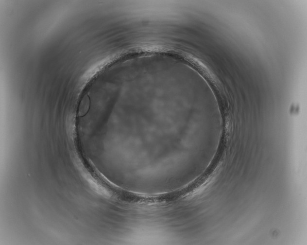 X0000091950725200709061239