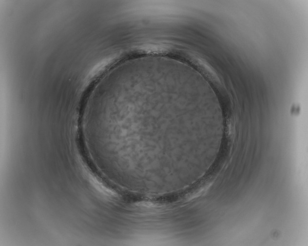 X0000091950733200709061239