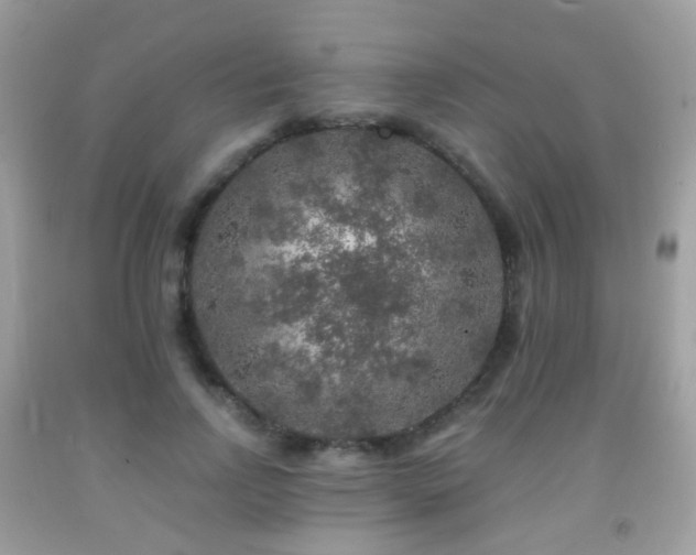 X0000091950742200709061240