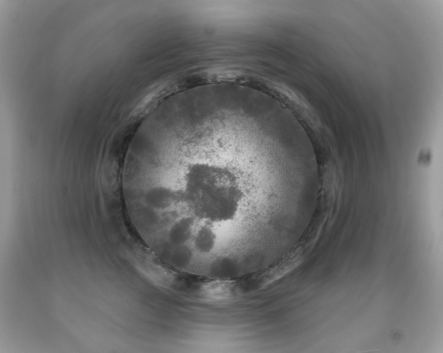 X0000091950761200709061240