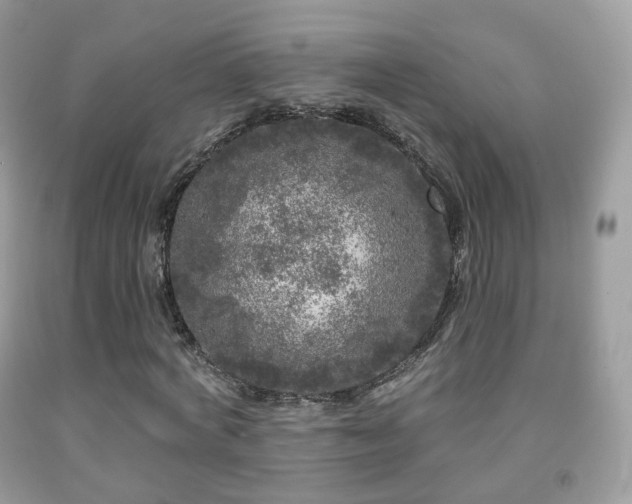X0000091950772200709061239