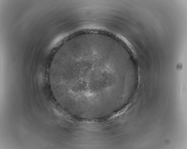 X0000091950775200709061239