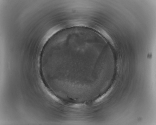X0000091950790200709061239