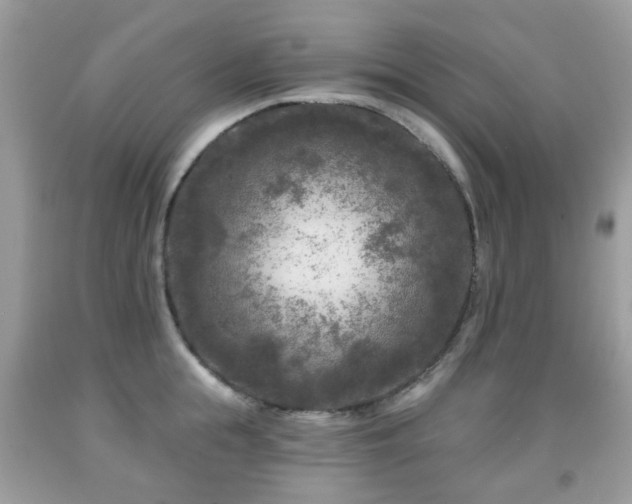 X0000091950855200709061239