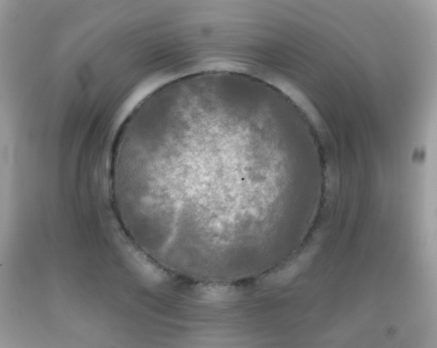 X0000091950886200709061238