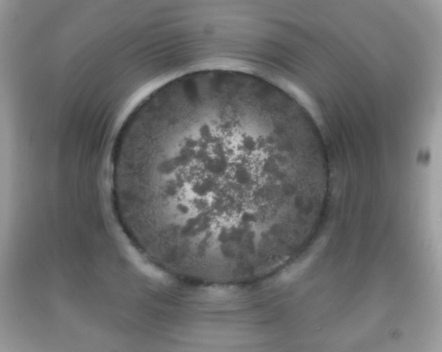 X0000091951125200709061235