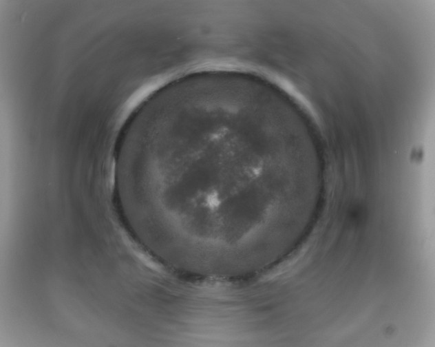 X0000091951221200709061233