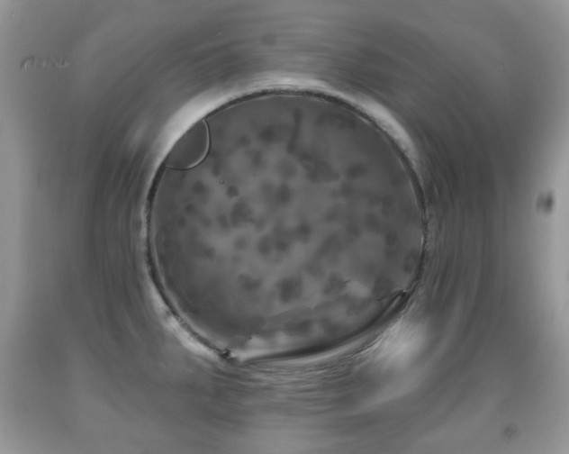 X0000091951287200709061233