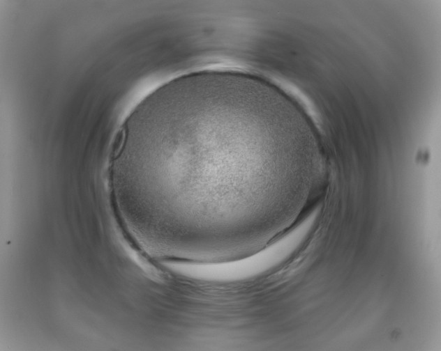 X0000091951375200709061231