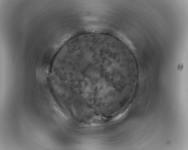 X0000091950065200709131212