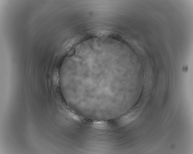 X0000091950240200709131210