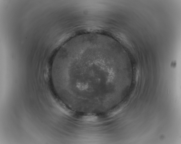 X0000091950266200709131210