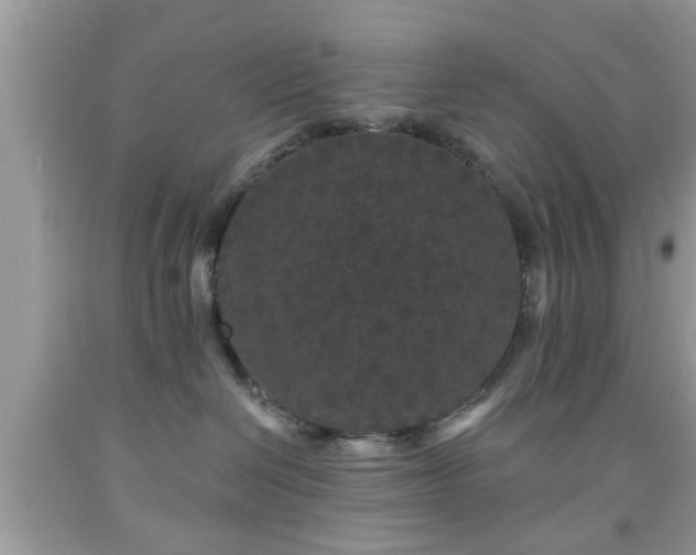 X0000091950286200709131210